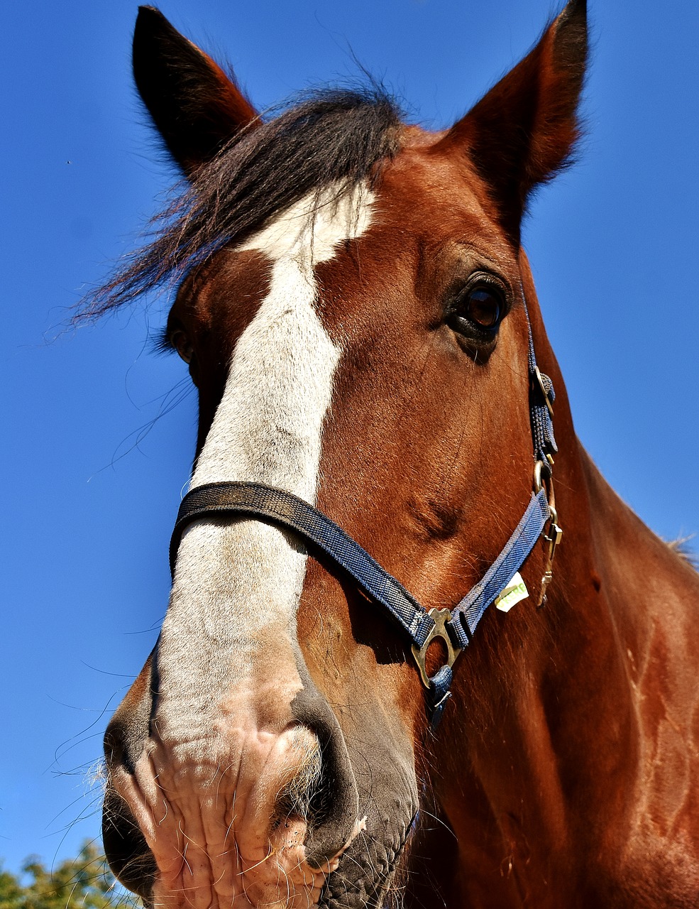 horses stallion paddock free photo