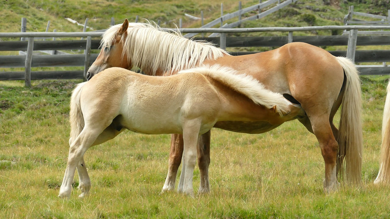 horses animals freedom free photo