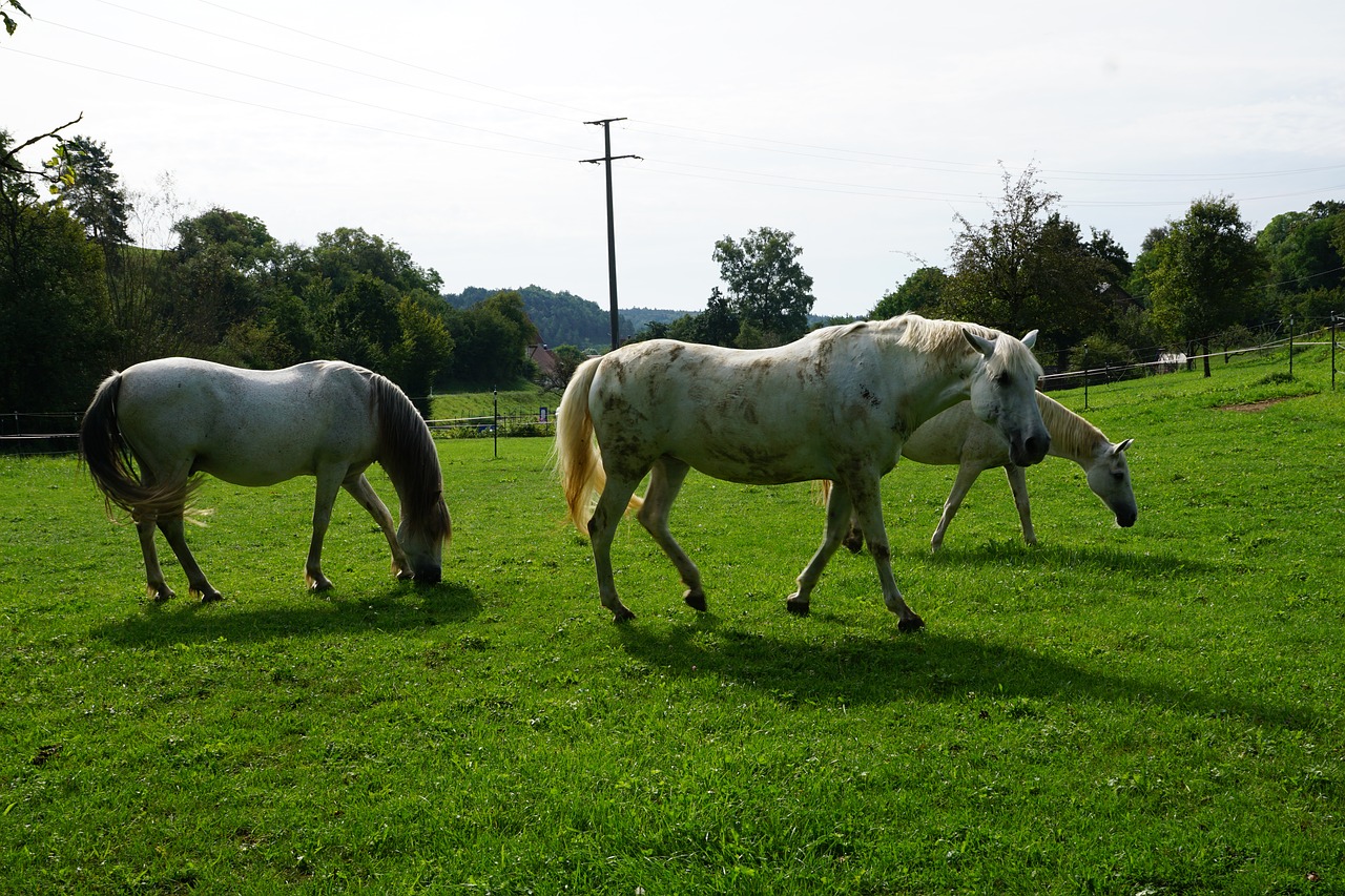 horses mold eye free photo