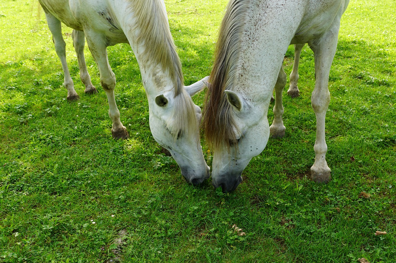 horses mold eye free photo