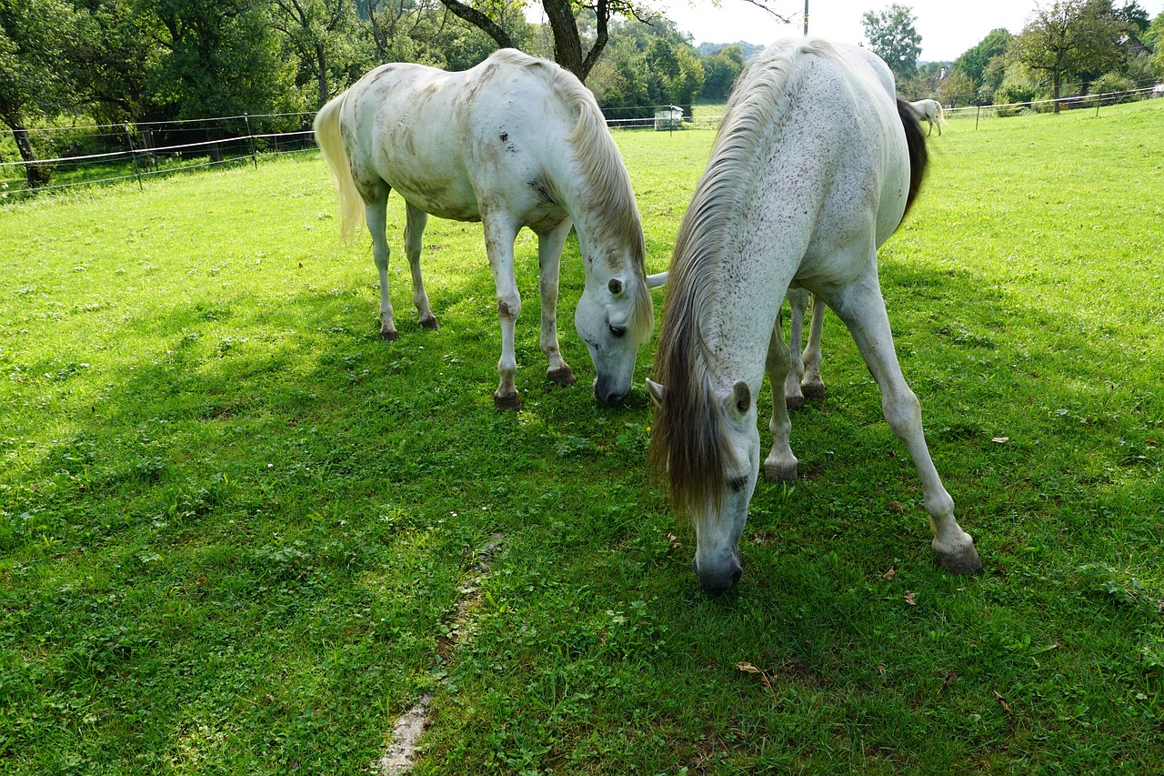 horses eye monteaura free photo