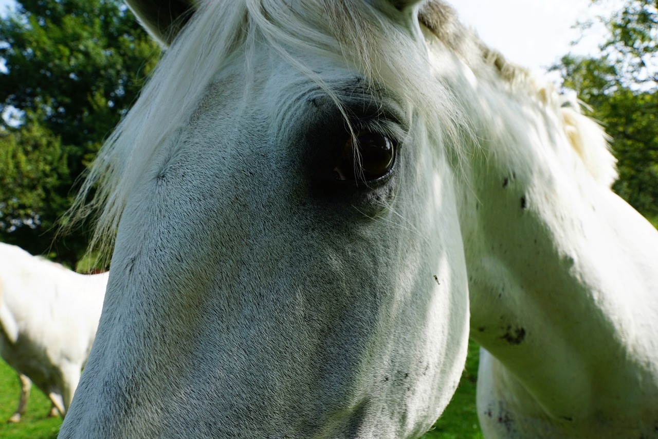 horses mold eye free photo