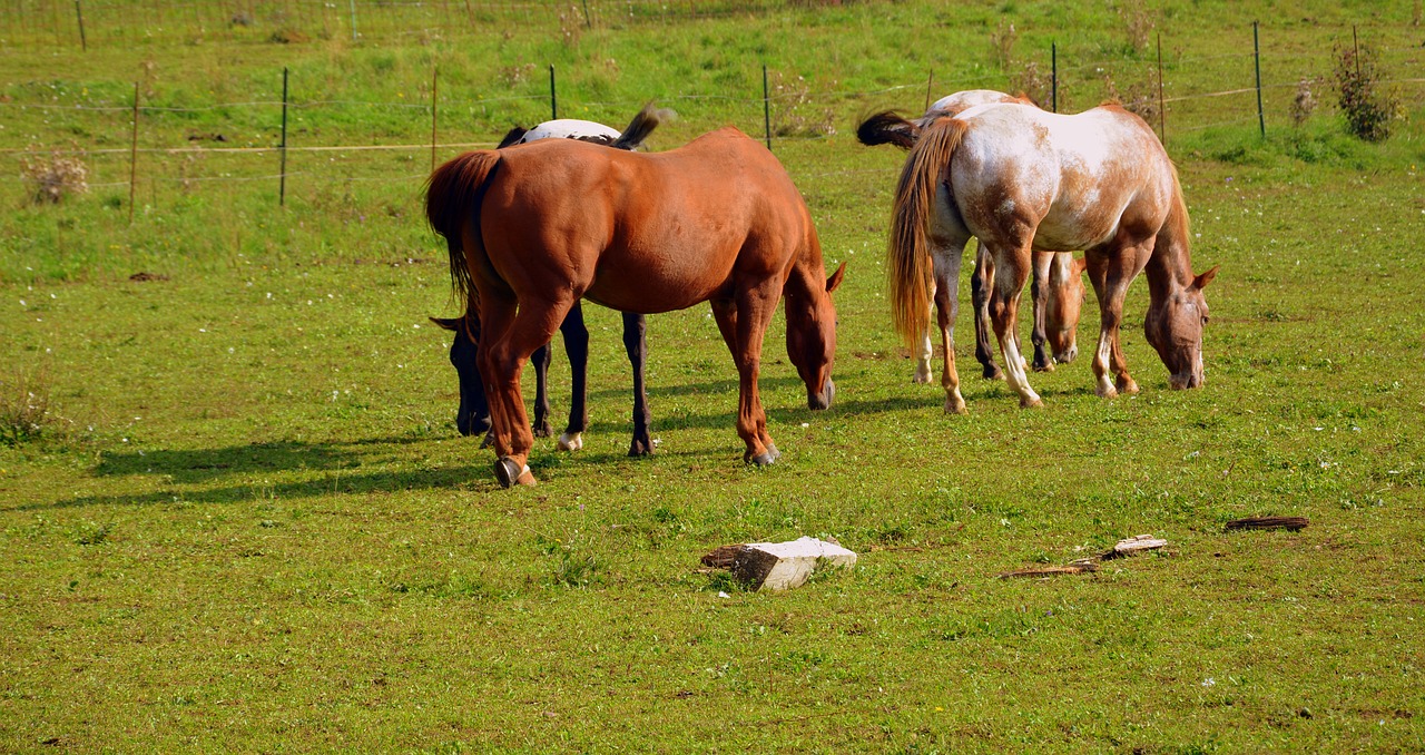 horses pasture meadow animal free photo