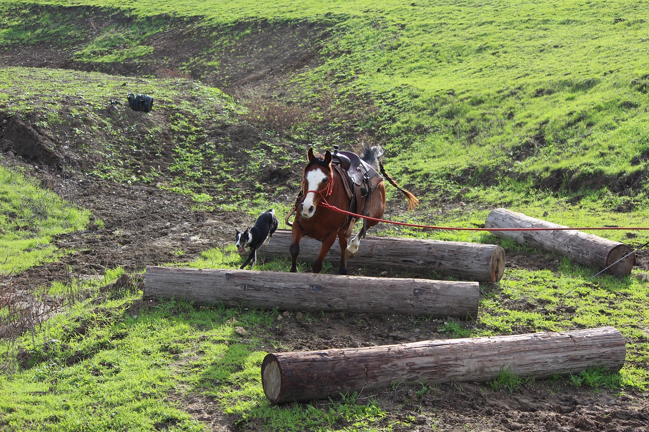 horses dogs groundwork free photo