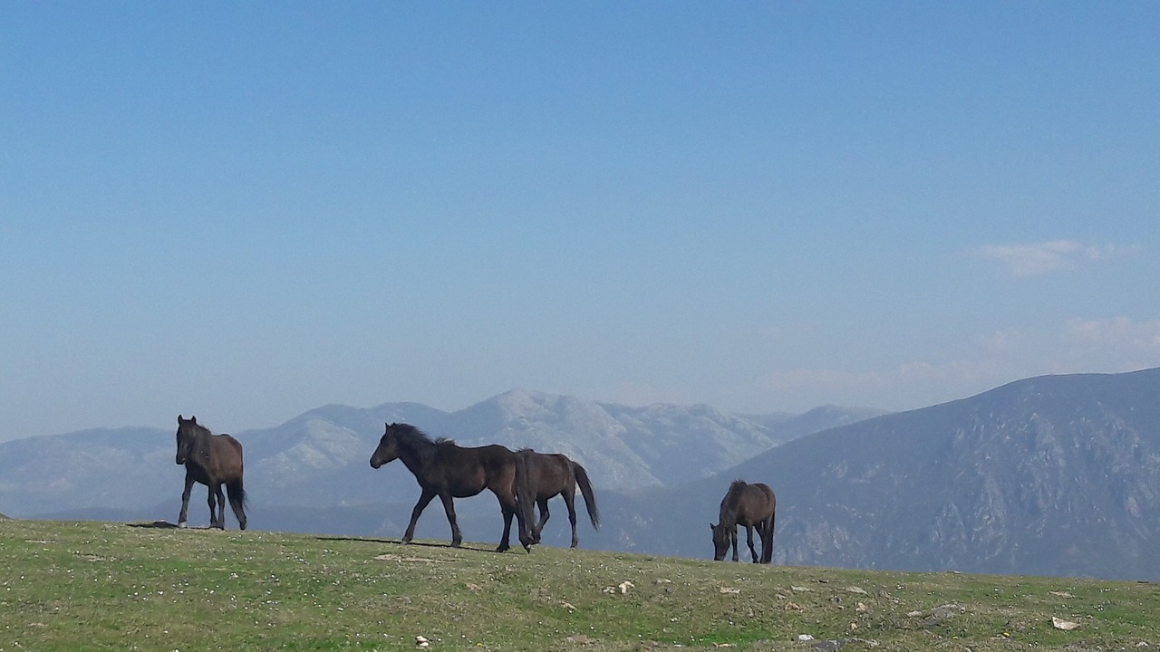 horses asturcon asturias free photo