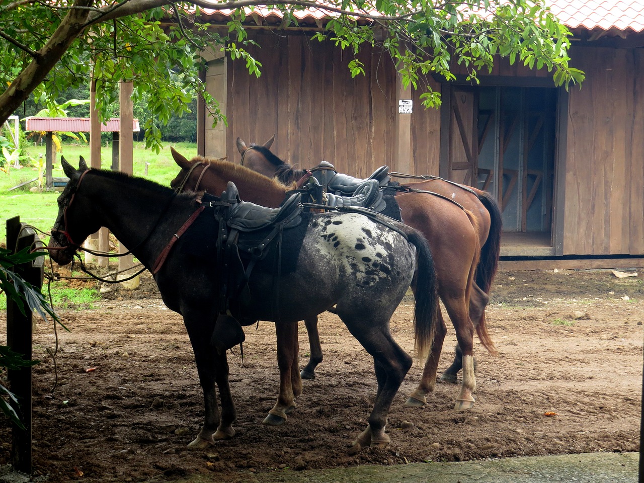horses horseback riding saddle free photo
