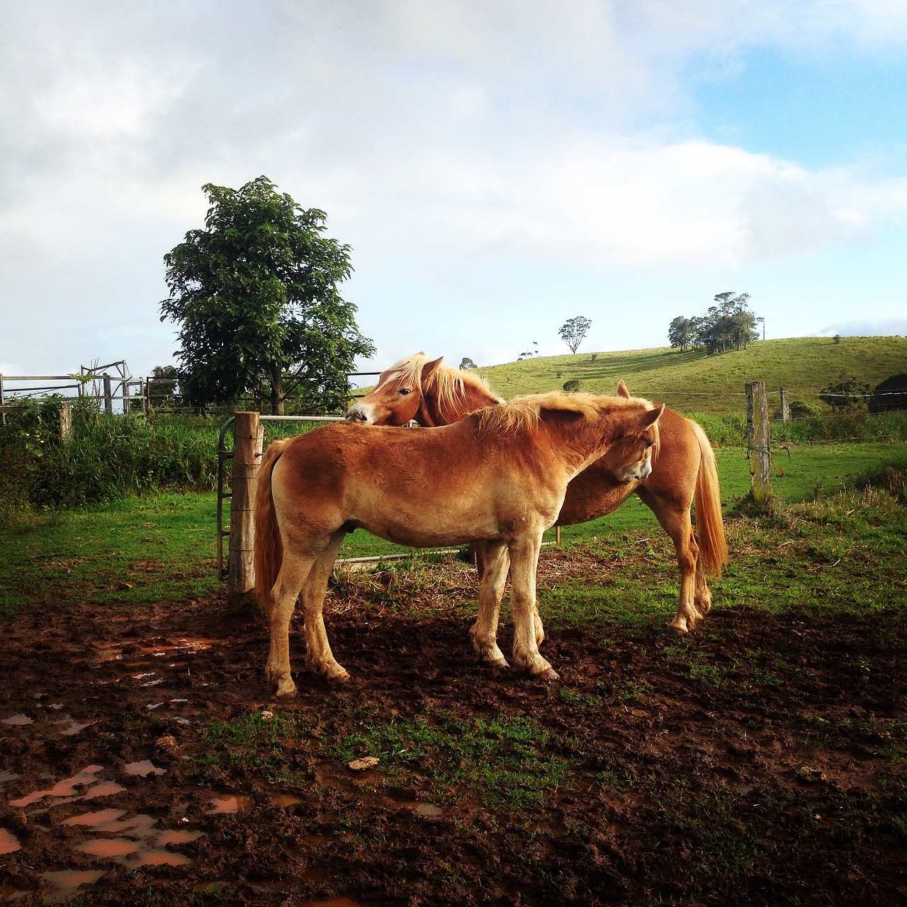 horses paddock field free photo