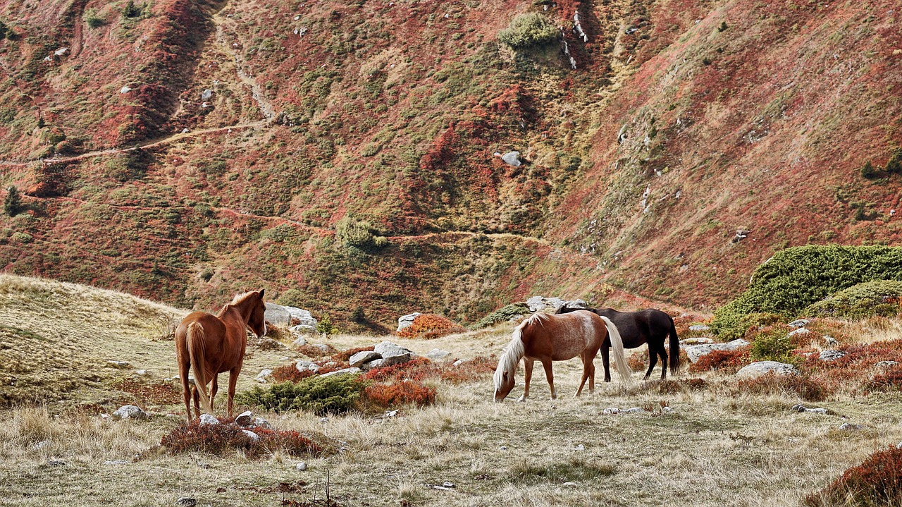 horses graze meadow free photo