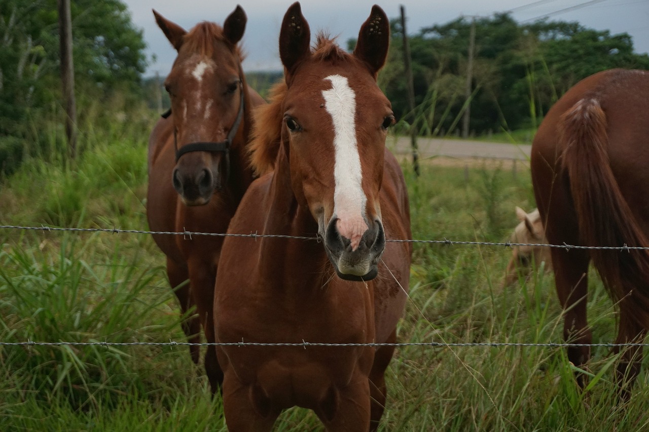 horses tick's close free photo