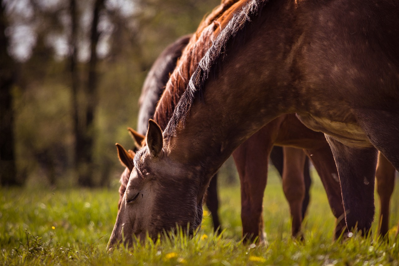 horses graze pasture free photo