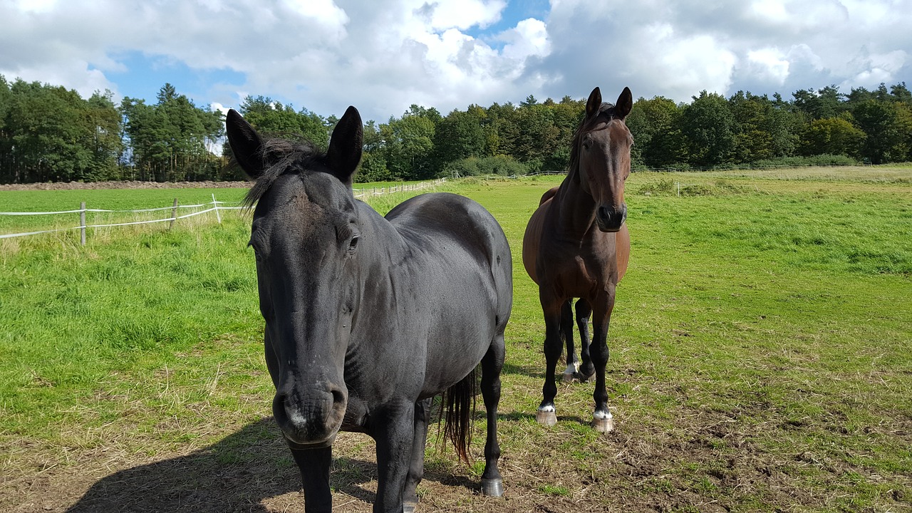 horses coupling grazing free photo