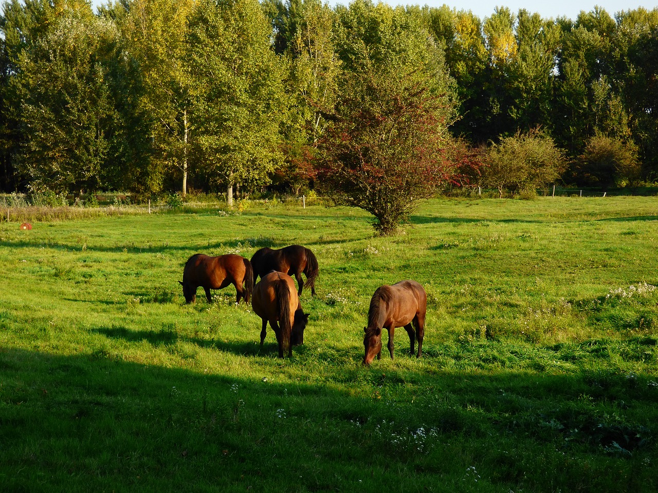 horses grazing nature free photo