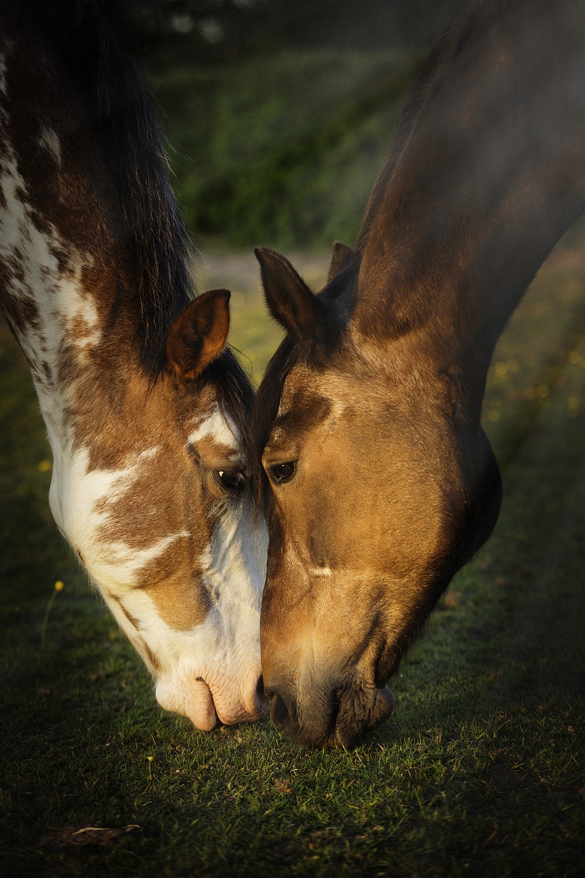 horses portrait cute free photo