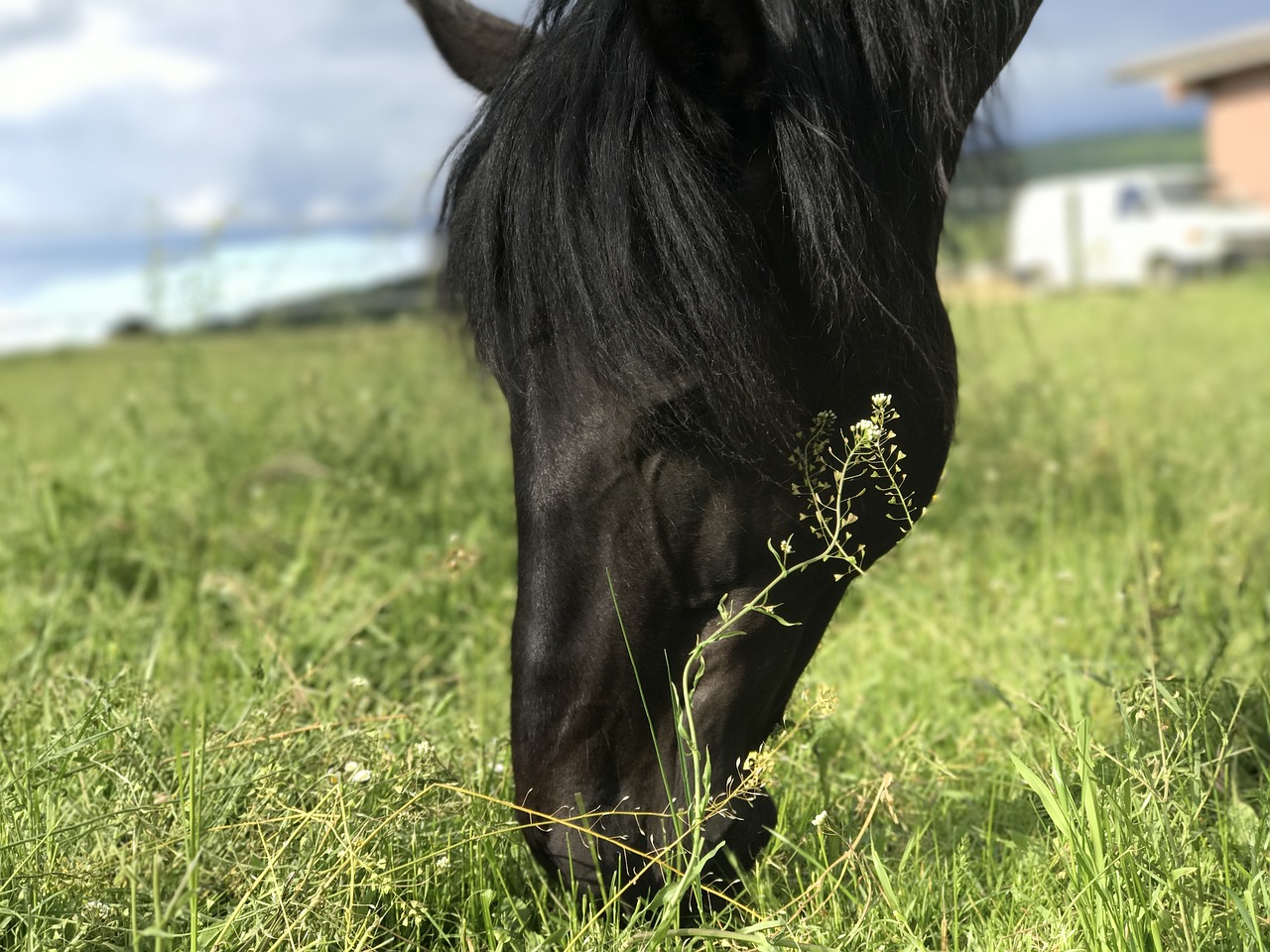 horses andalusians pferdeportrait free photo