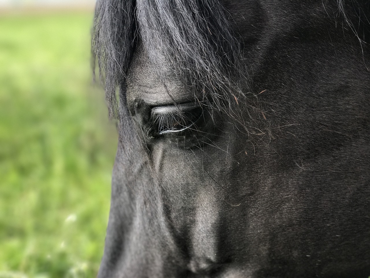 horses andalusians pferdeportrait free photo