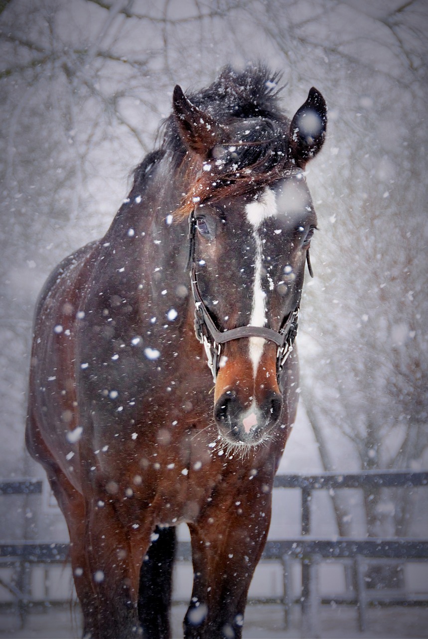horses snow winter free photo