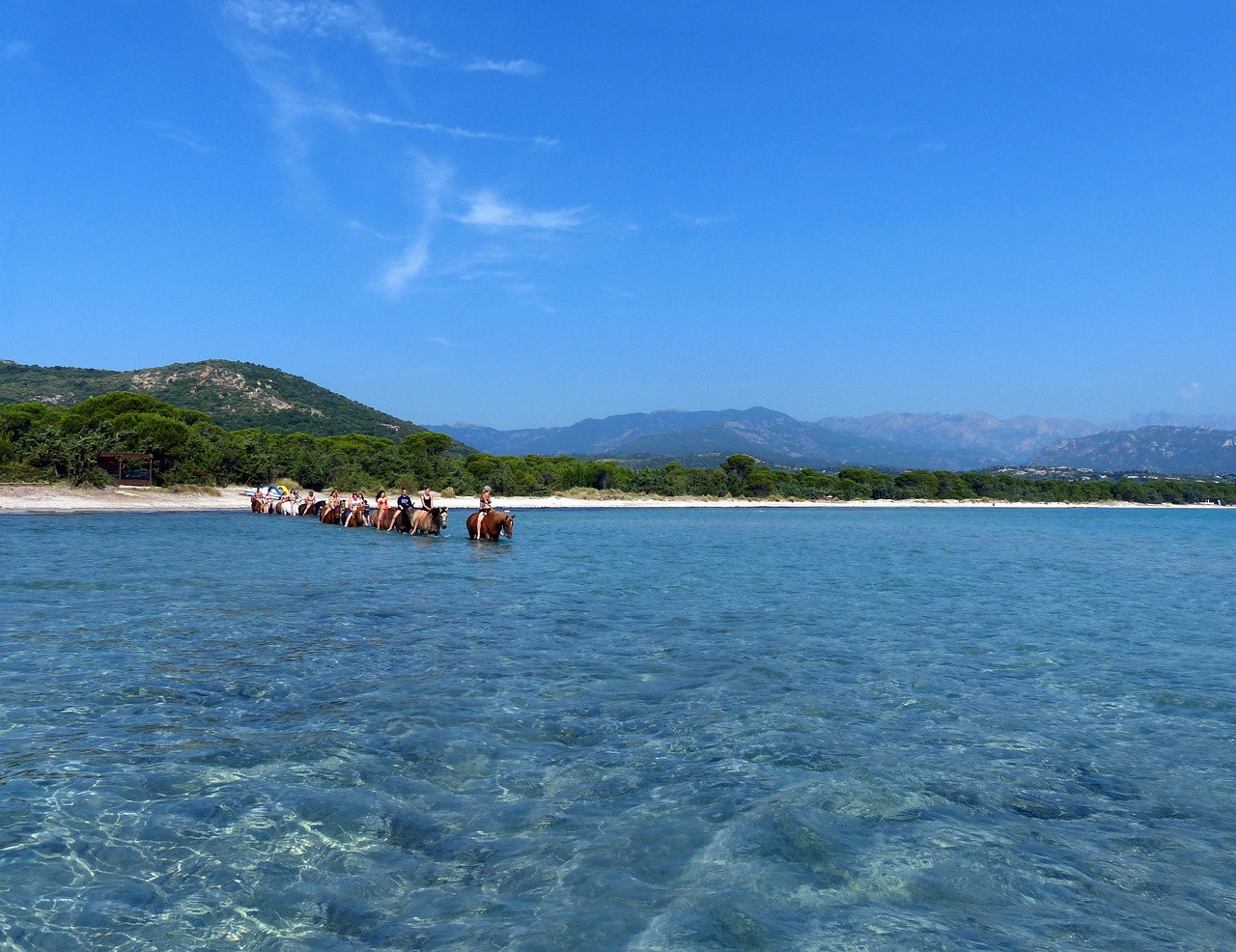 horses bathing sea free photo