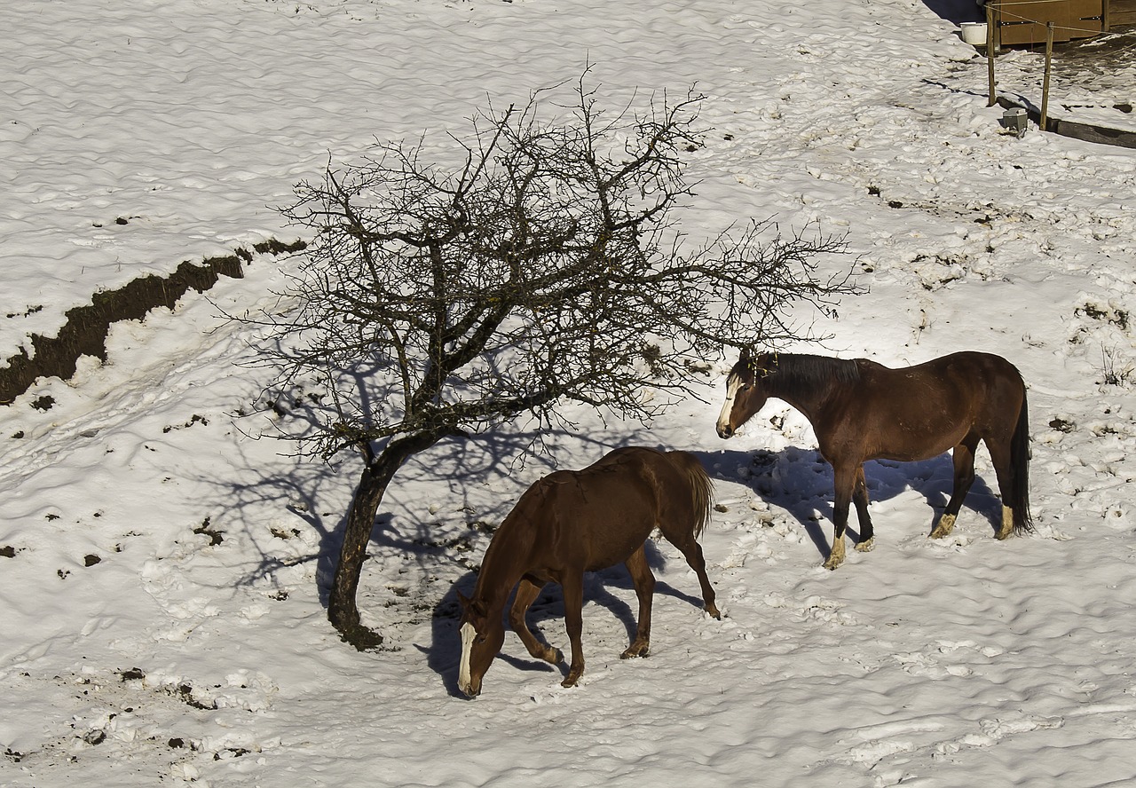 horses winter snow free photo