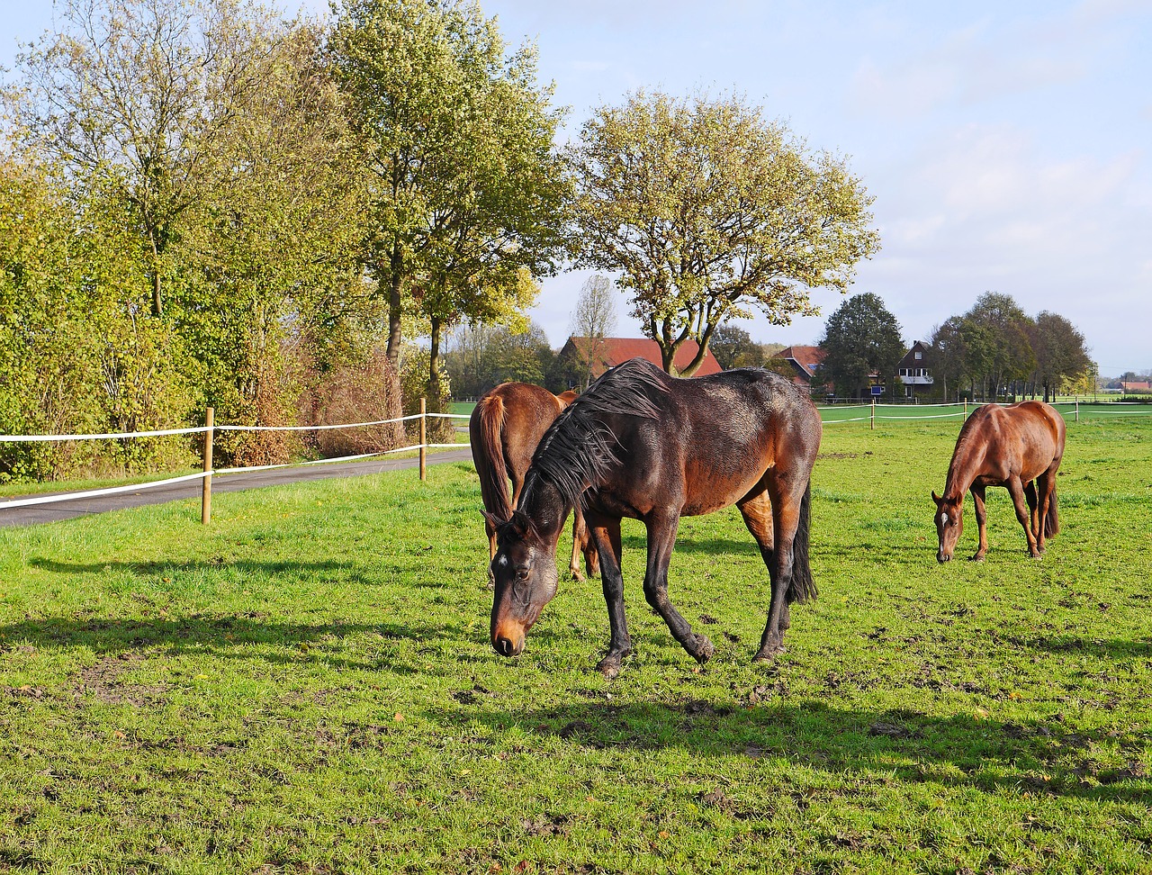 horses coupling black-brown free photo
