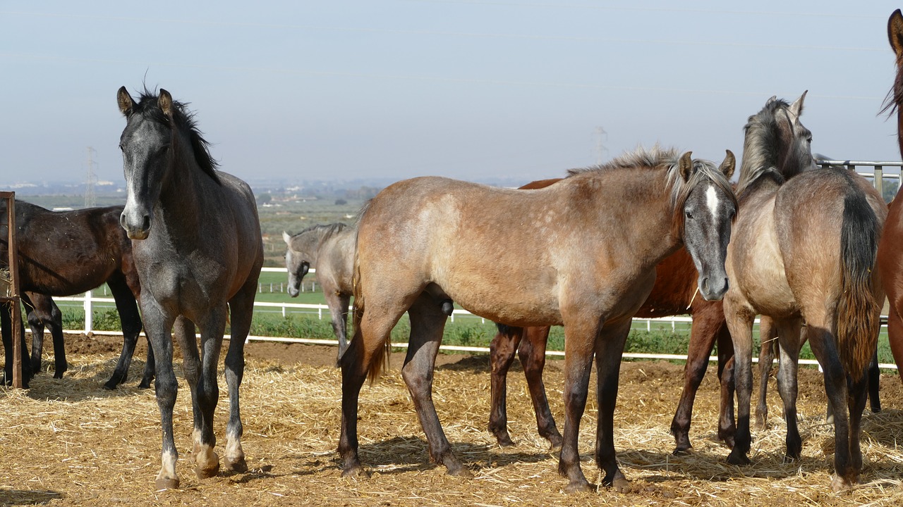 horses horse herd young horse free photo