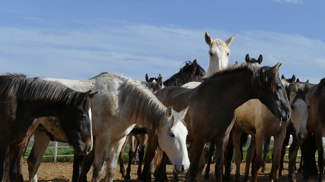 horses horse herd young horse free photo