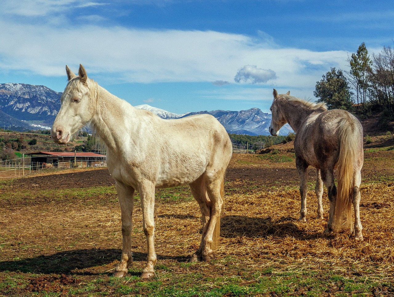 horses whites mammalia free photo