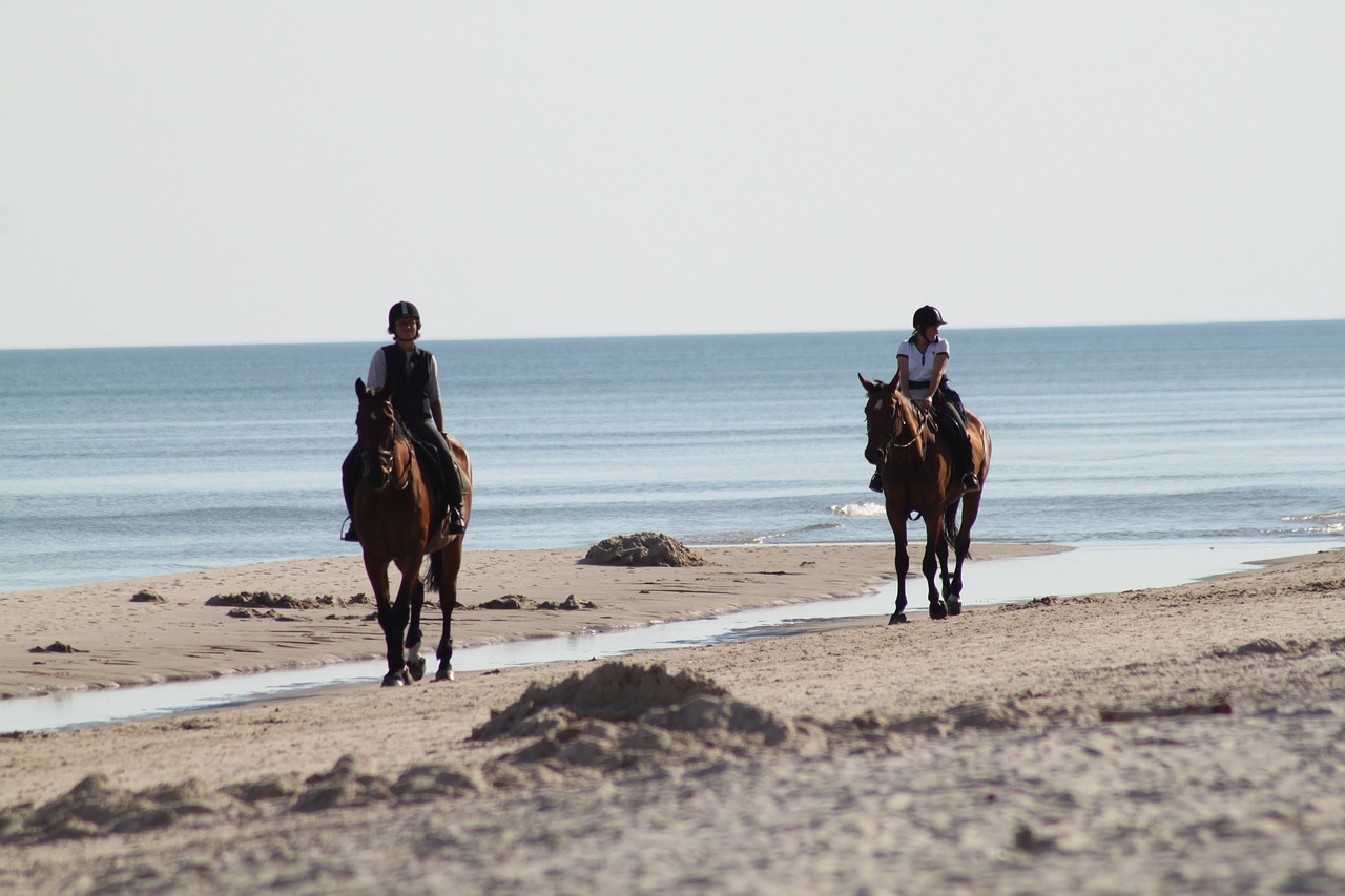horses horse horseback riding free photo