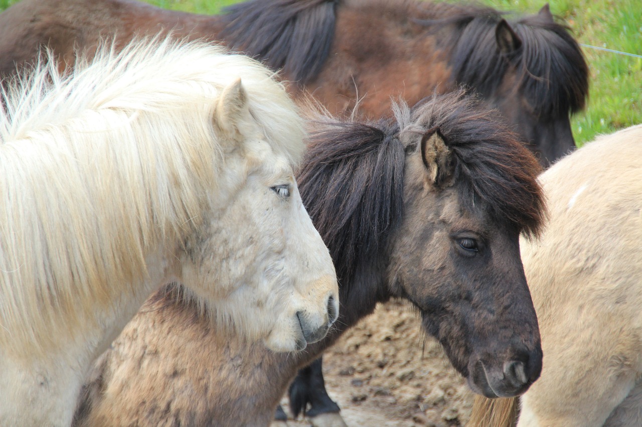 horses horse ride free photo