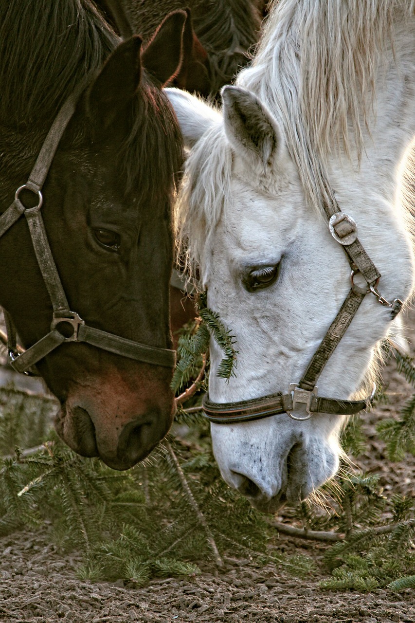 horses horse heads portraits free photo