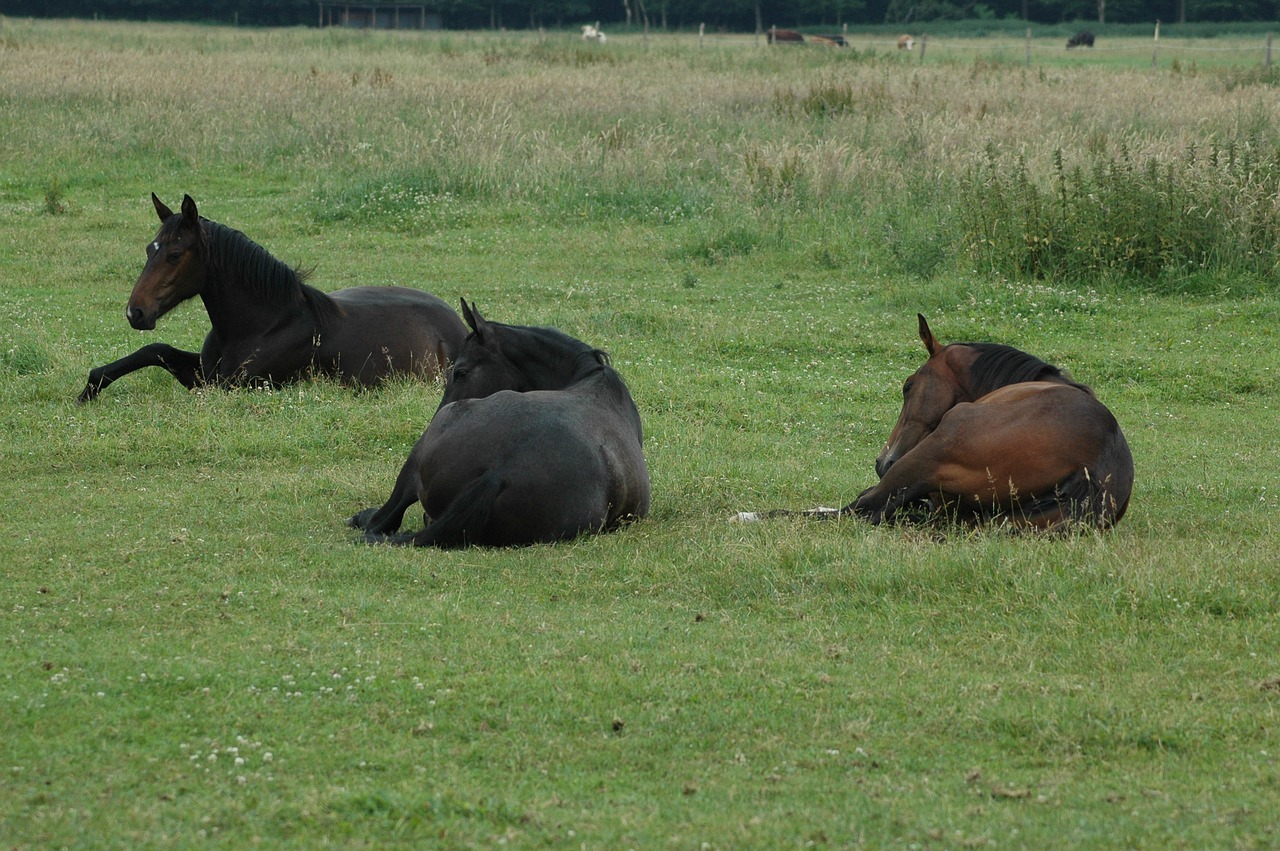 horses  sleep free pictures free photo