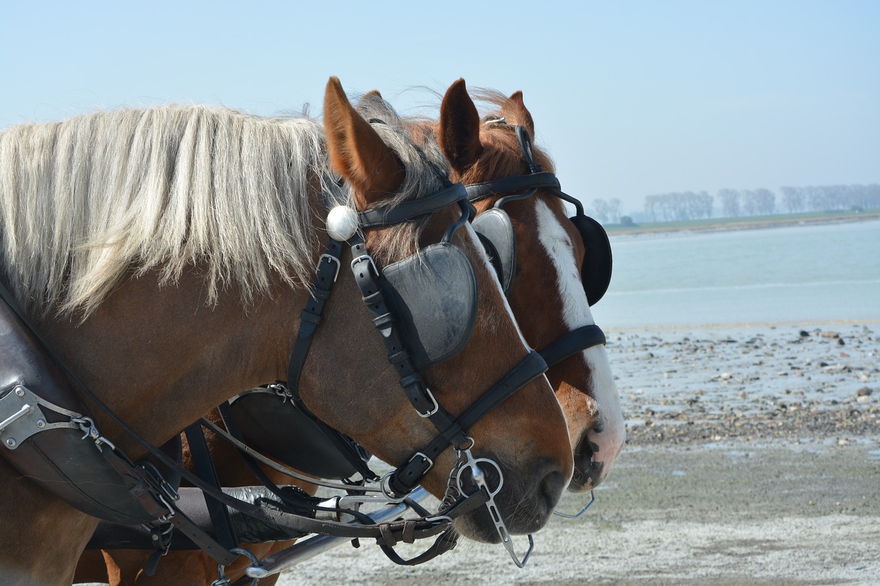 horses  horses yoked  conduct free photo