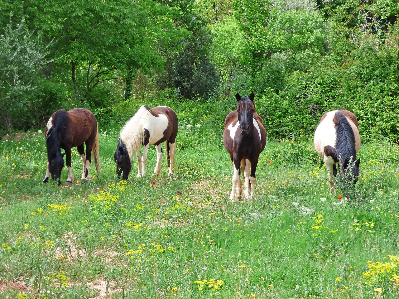 horses  prado  priorat free photo