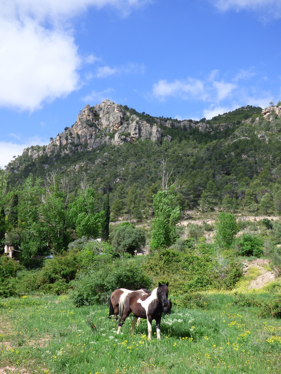 horses  prado  priorat free photo