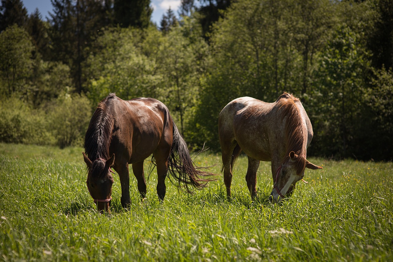 horses  grass  pasture land free photo