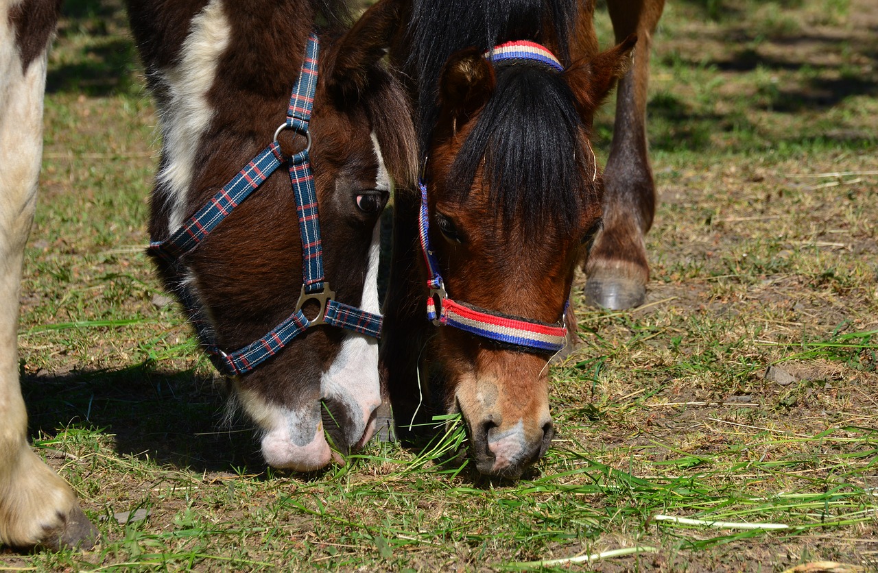 horses  coupling  eat free photo