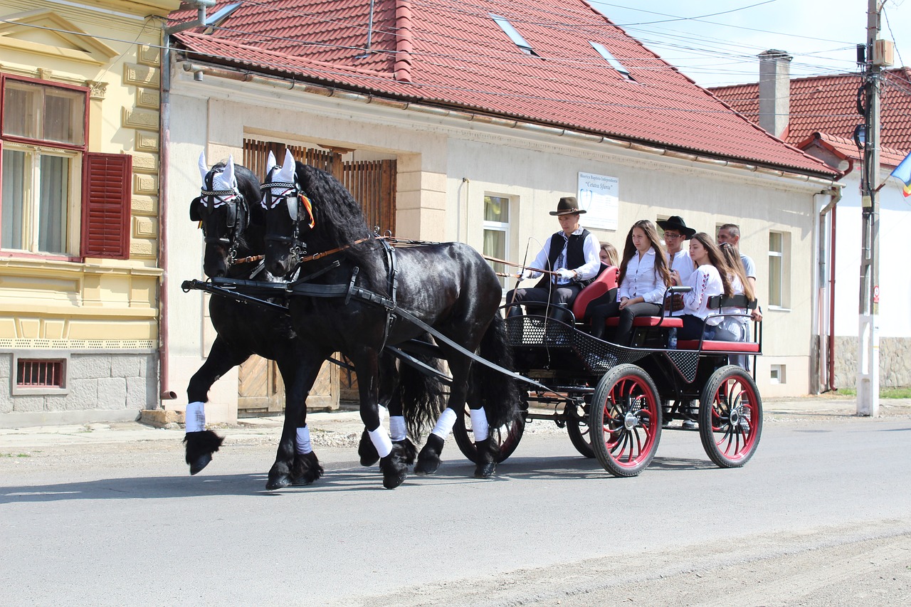 horses  traditions  old free photo
