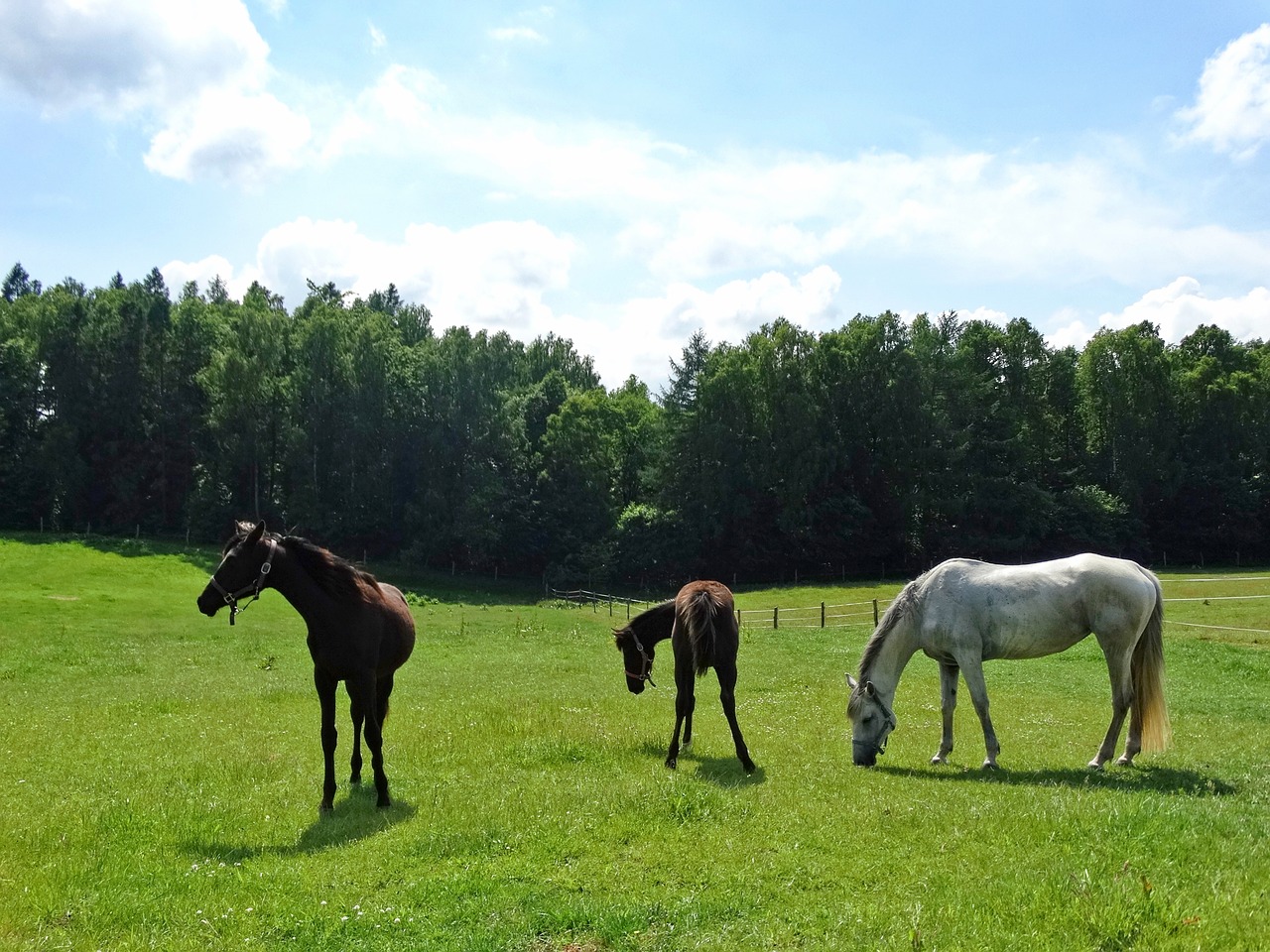 horses  forest  the horse free photo