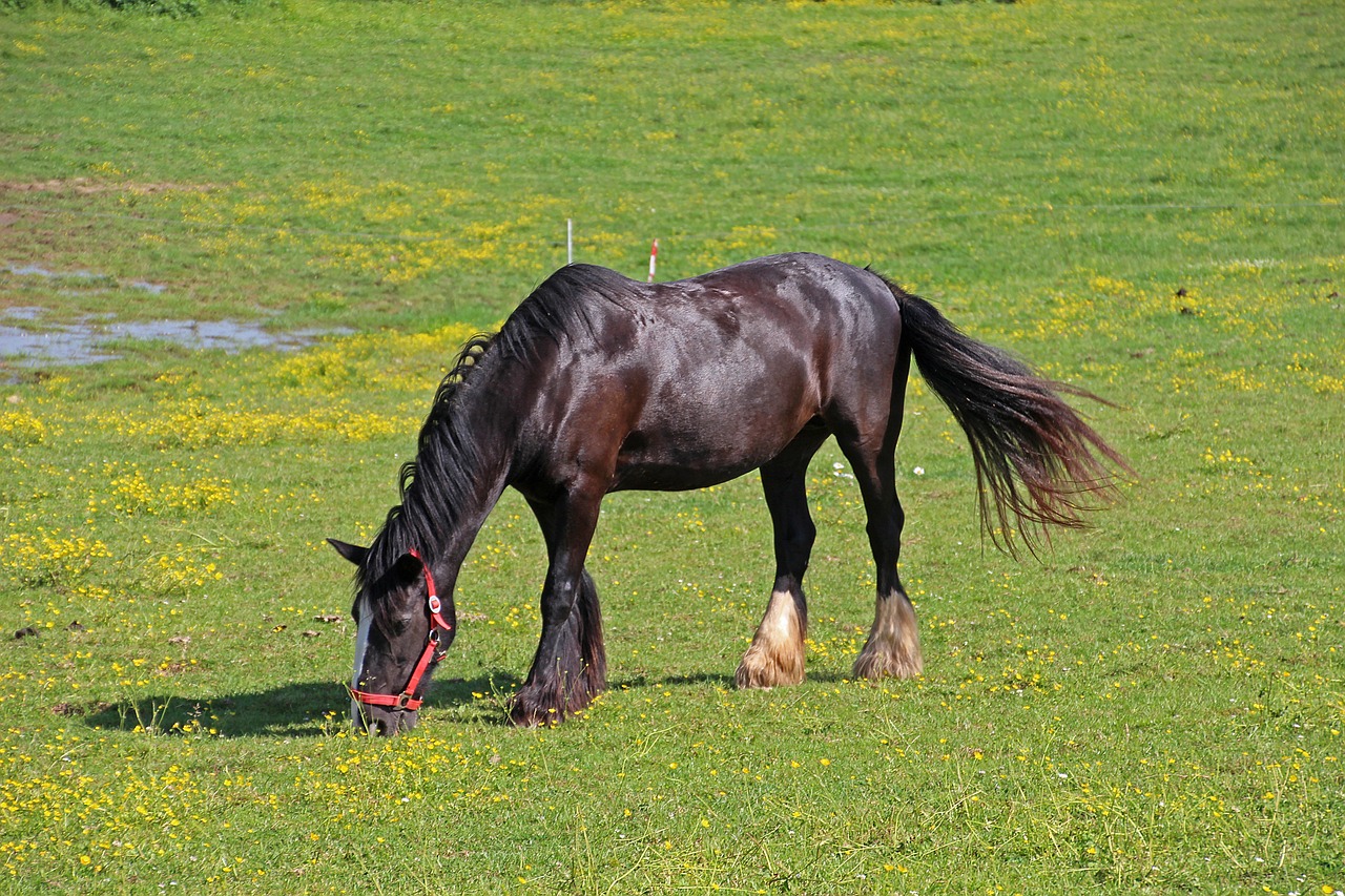 horses  animals  fauna free photo