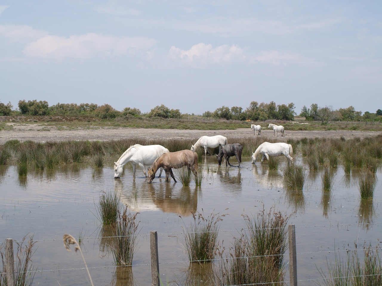 horses  camargue  water free photo