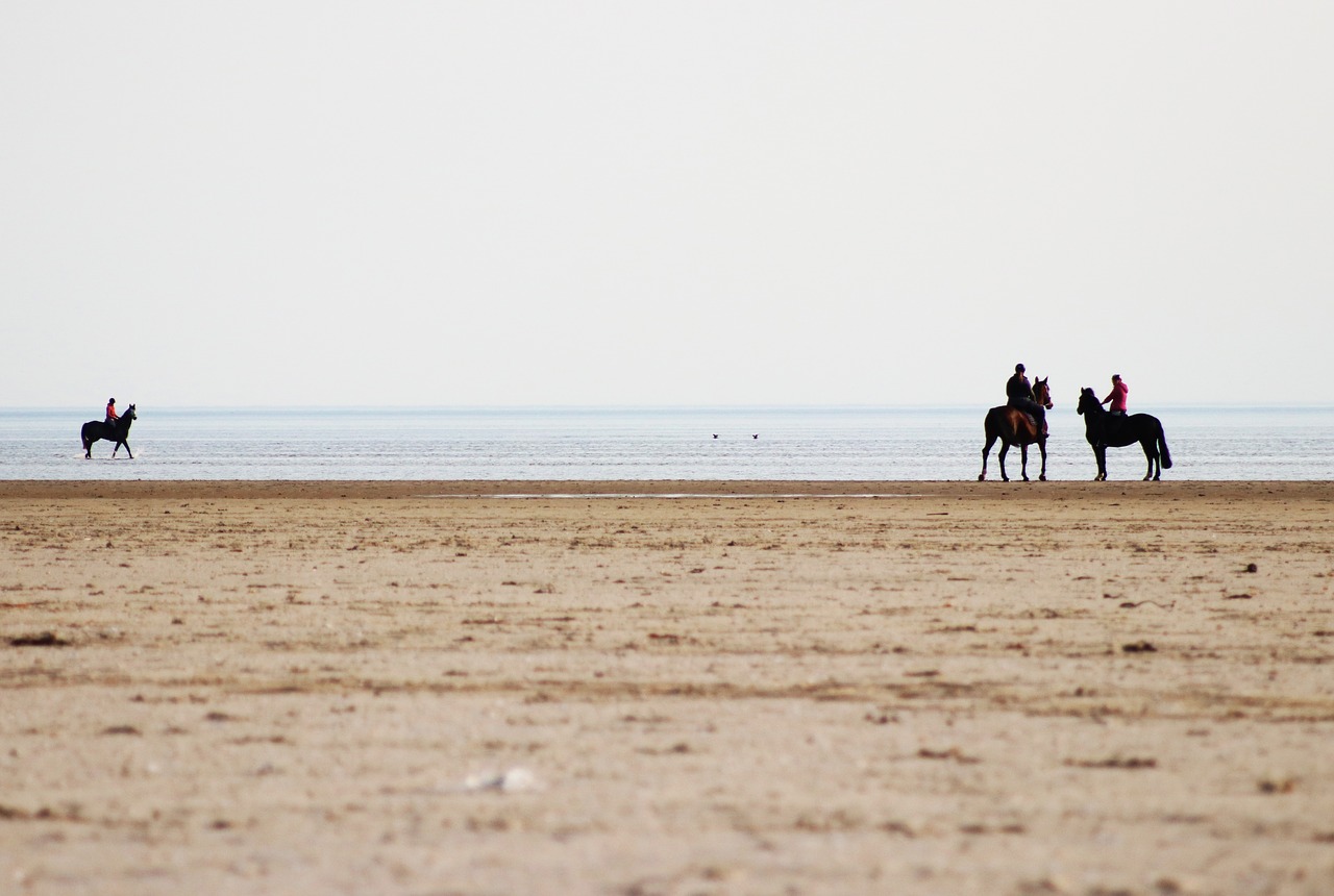 horses  beach  reiter free photo