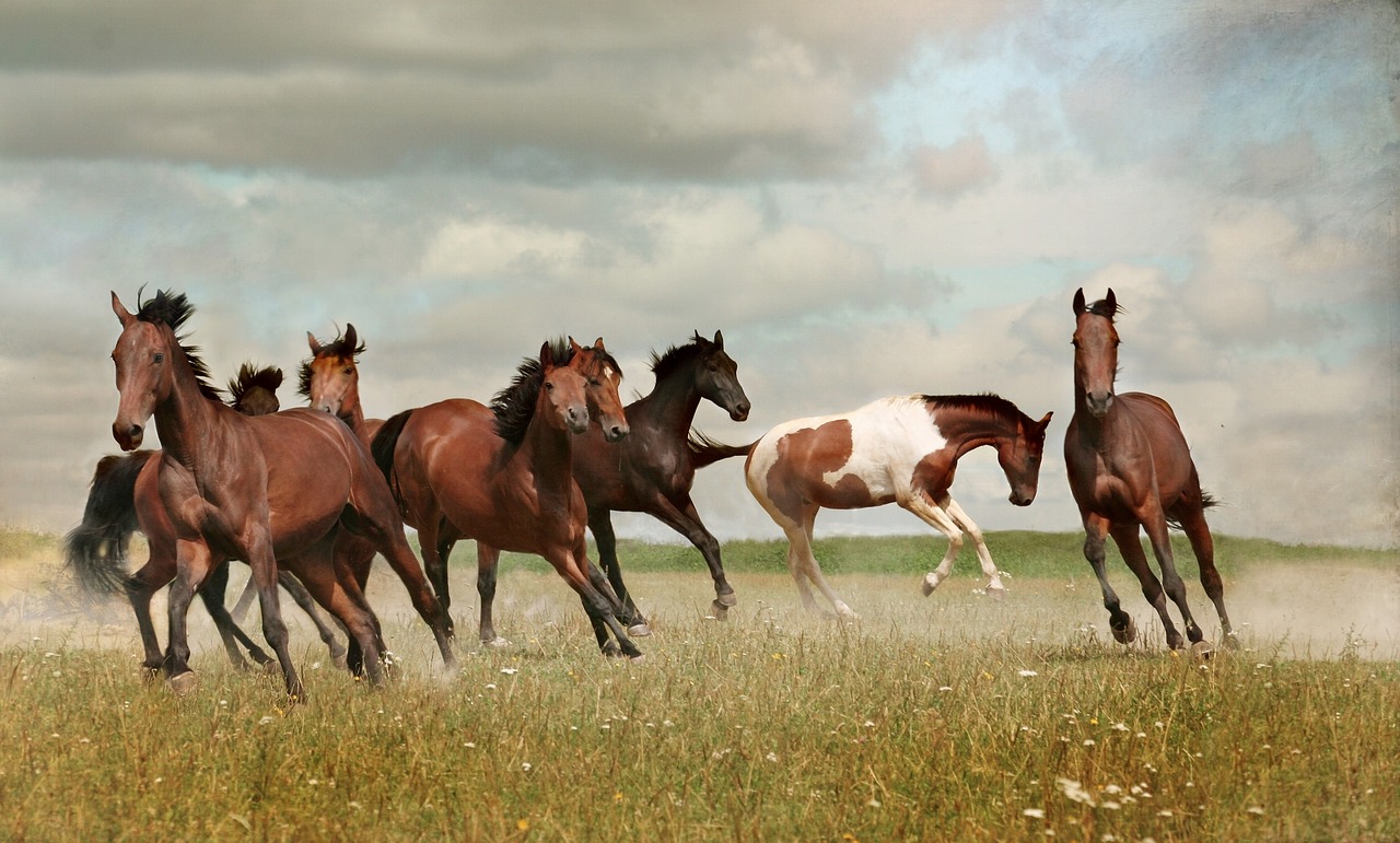 horses  herd  mustangs free photo