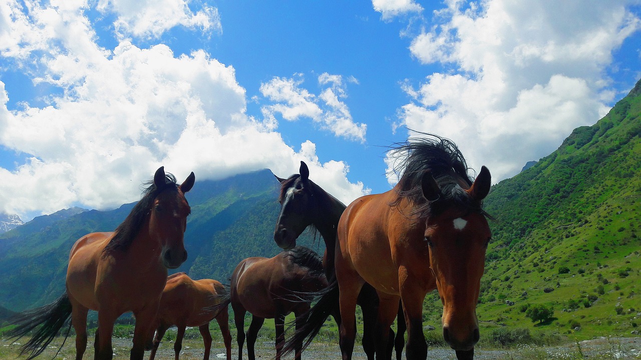 horses  mountains  nature free photo