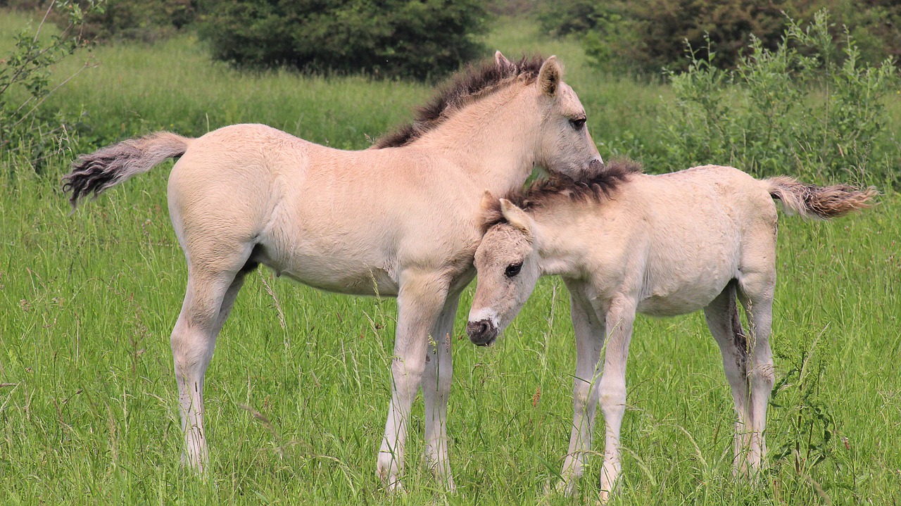 horses  foals  together free photo