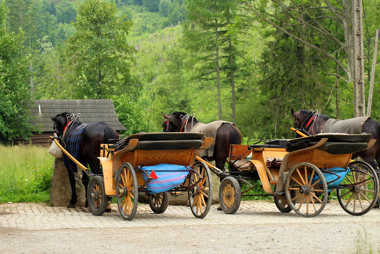 horses  horse bridles  carriages free photo