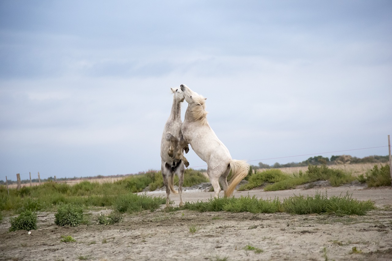 horses  fighting  playing free photo