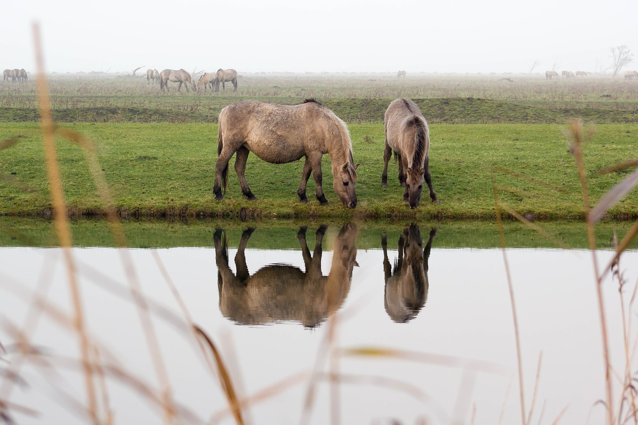 horses  mirror image  reflections free photo
