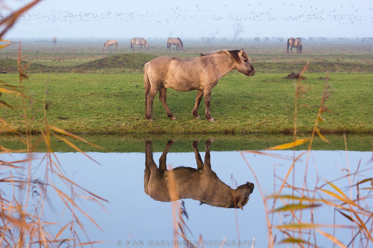 horses  mirror image  reflection free photo