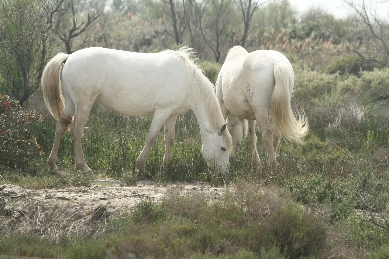 horses  saintes-maries-de-la-mer  white free photo