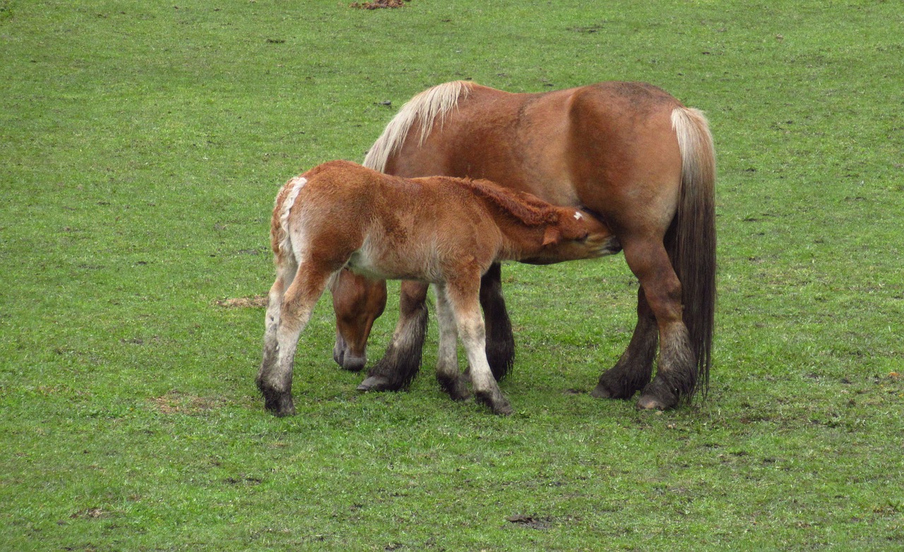 horses  feeding  mammal free photo