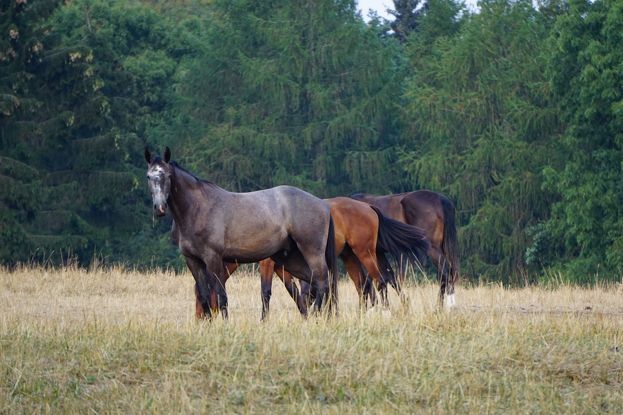 horses  pasture  animals free photo